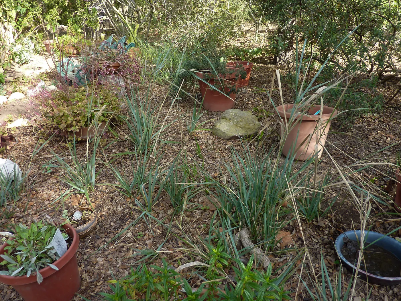 Naiman Garden, 2014 Native Garden Tour