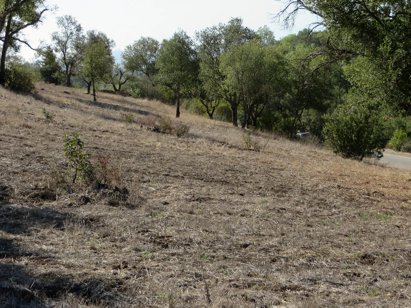 Slope above Mission Cyn Rd