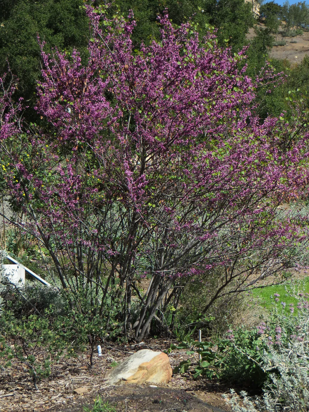 Cercis occidentalis in the Meadow