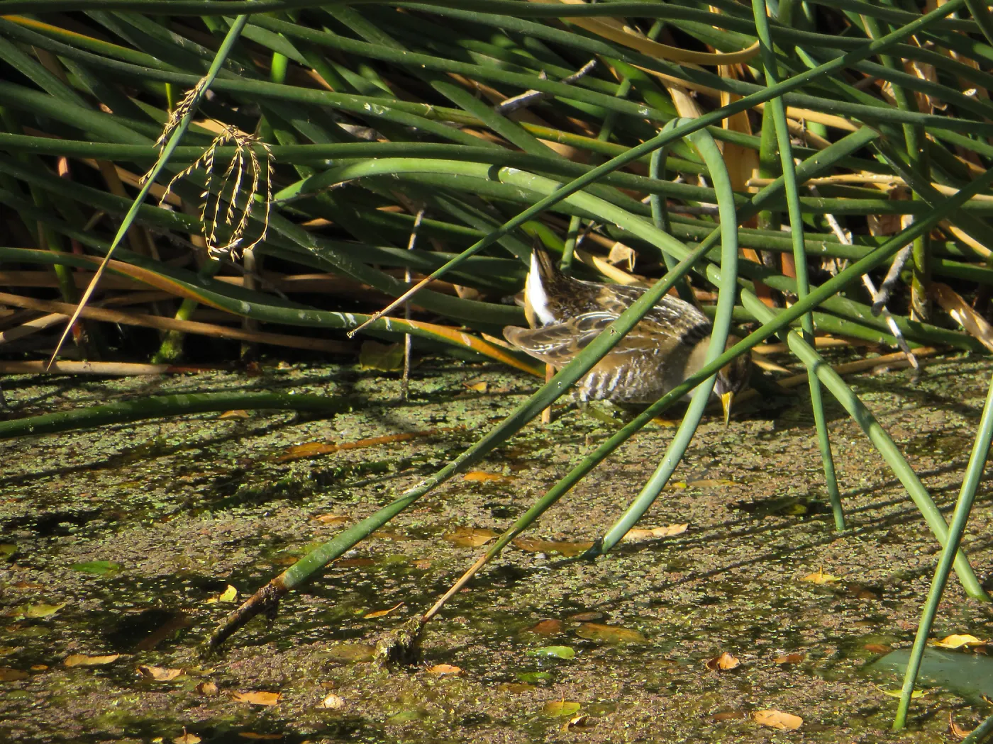 Sora Rail in the Garden Pond