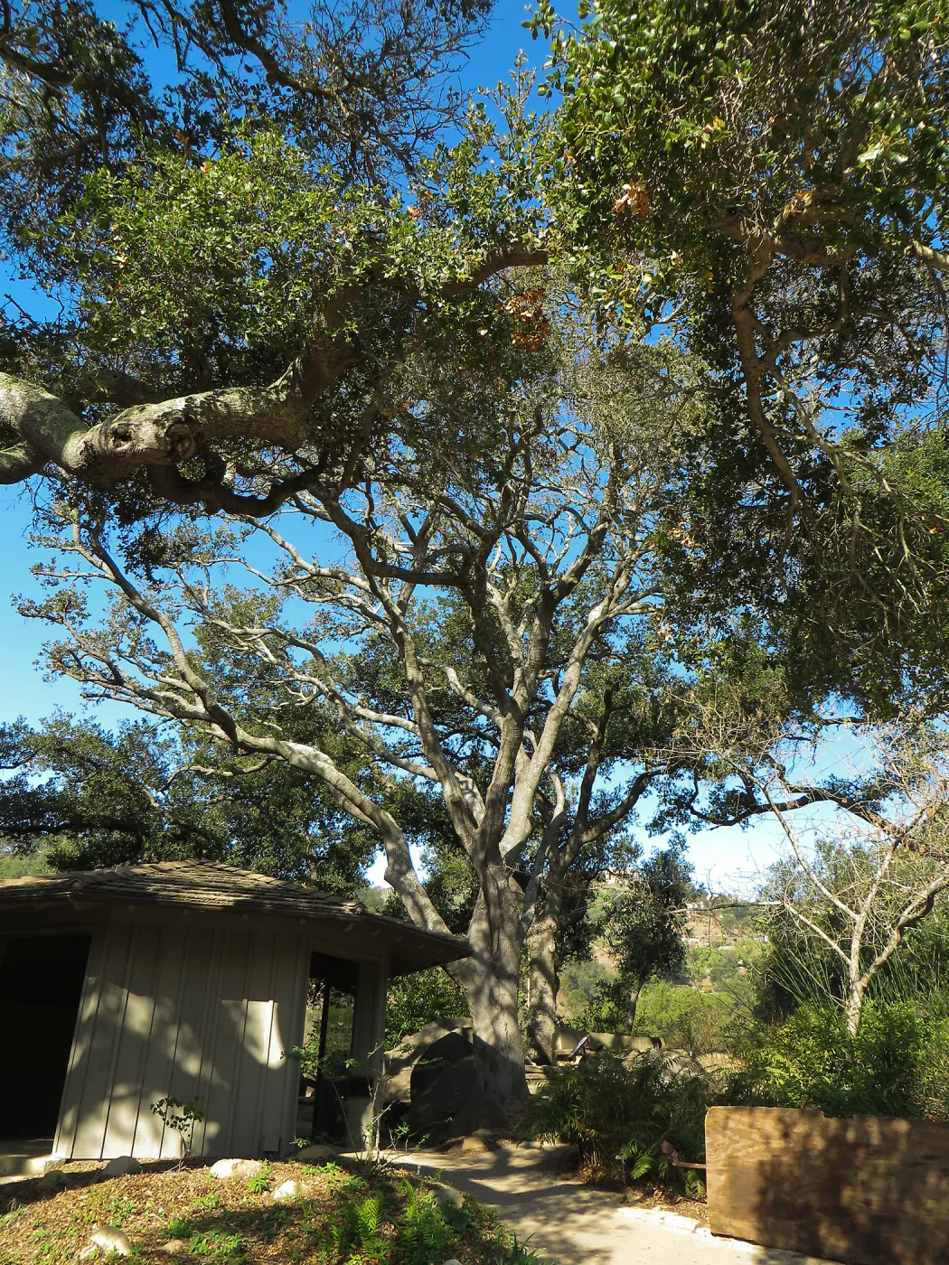 Oak tree (Coastal Live Oak) at Lockwood de Forest Kiosk