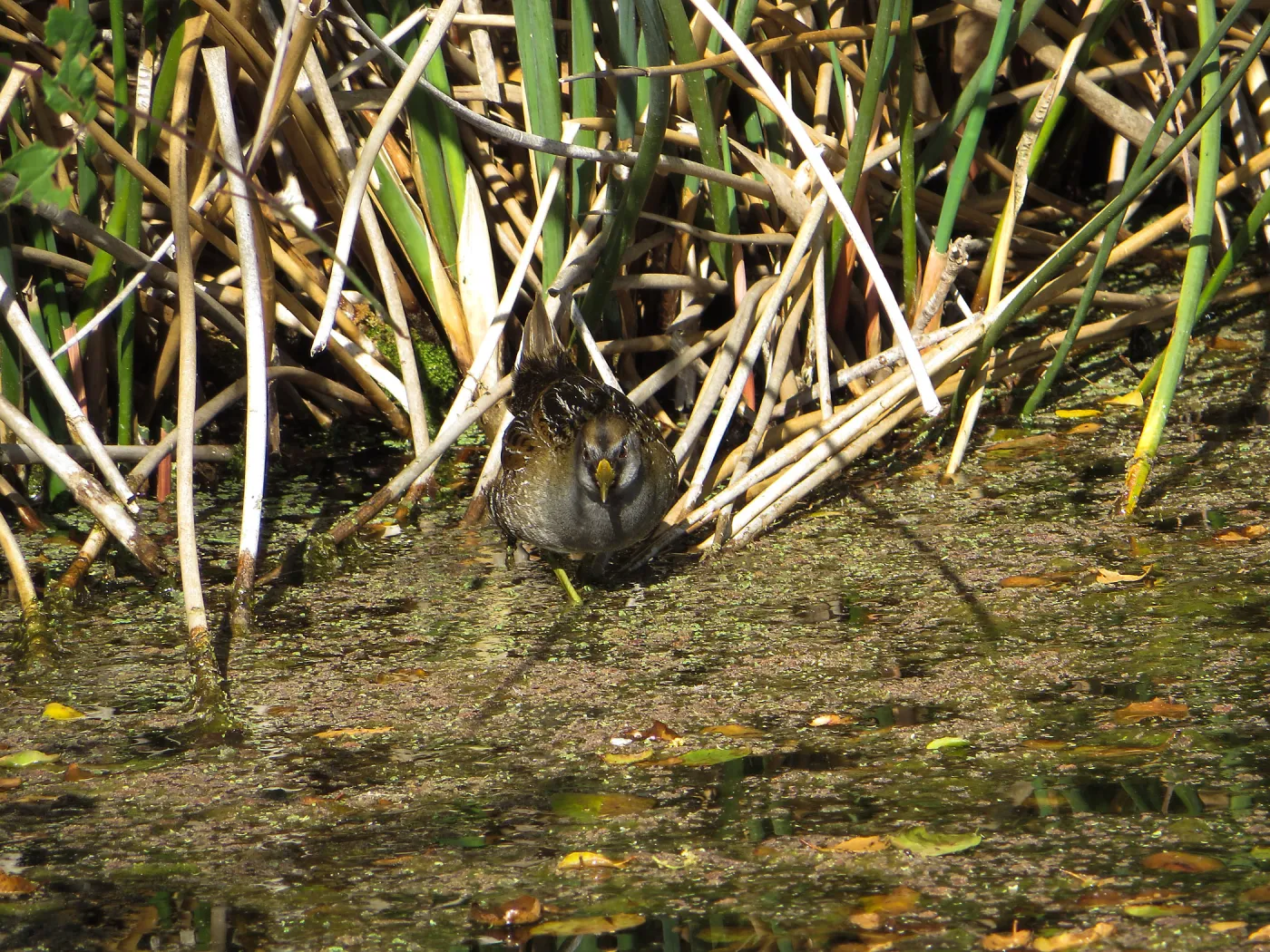 Sora Rail in the Garden Pond
