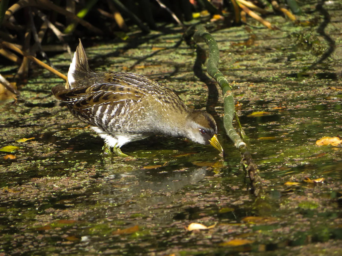 Sora Rail in the Garden Pond