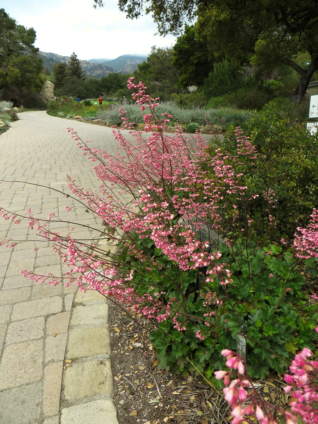 Heuchera Wendy at courtyard entrance