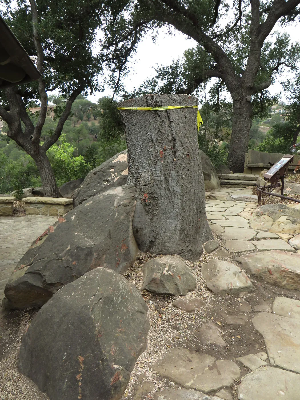 Oak stump