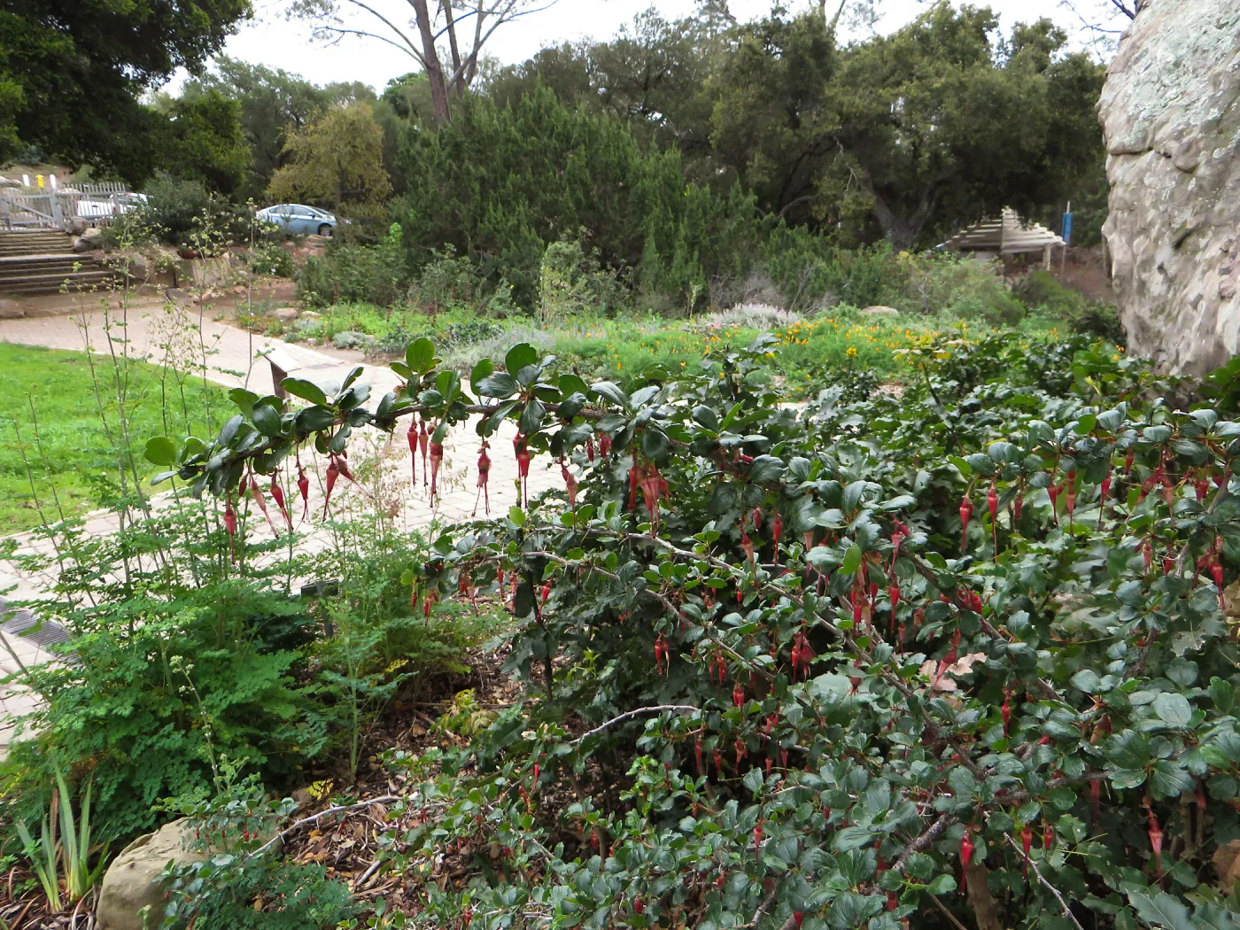 Ribes speciosum
