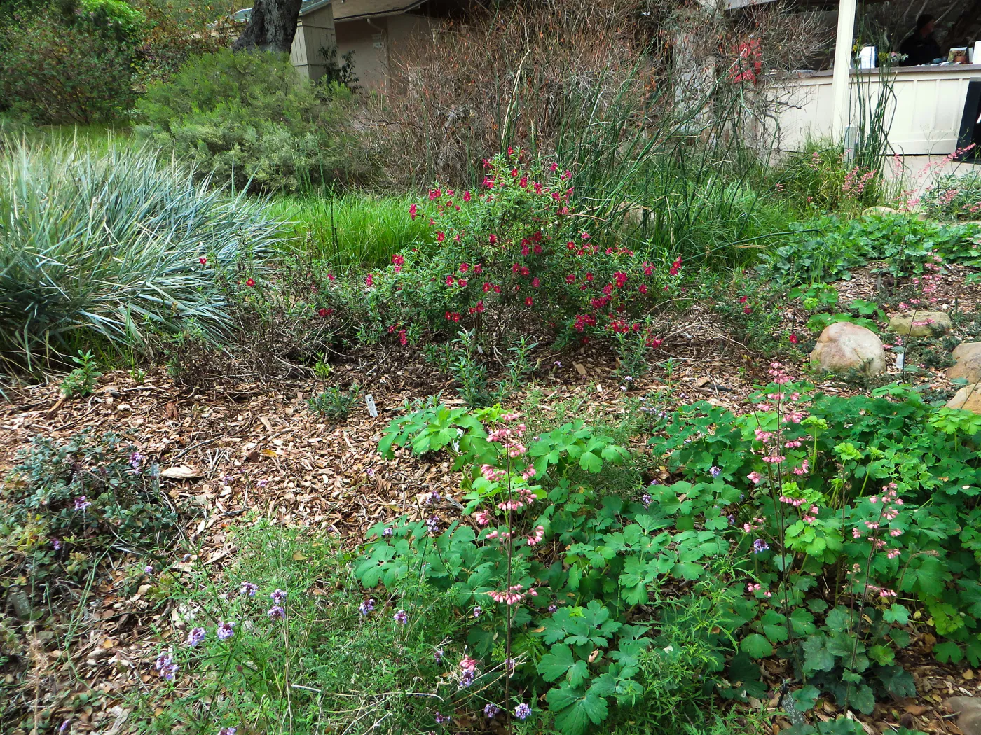 Mimulus Evelyn