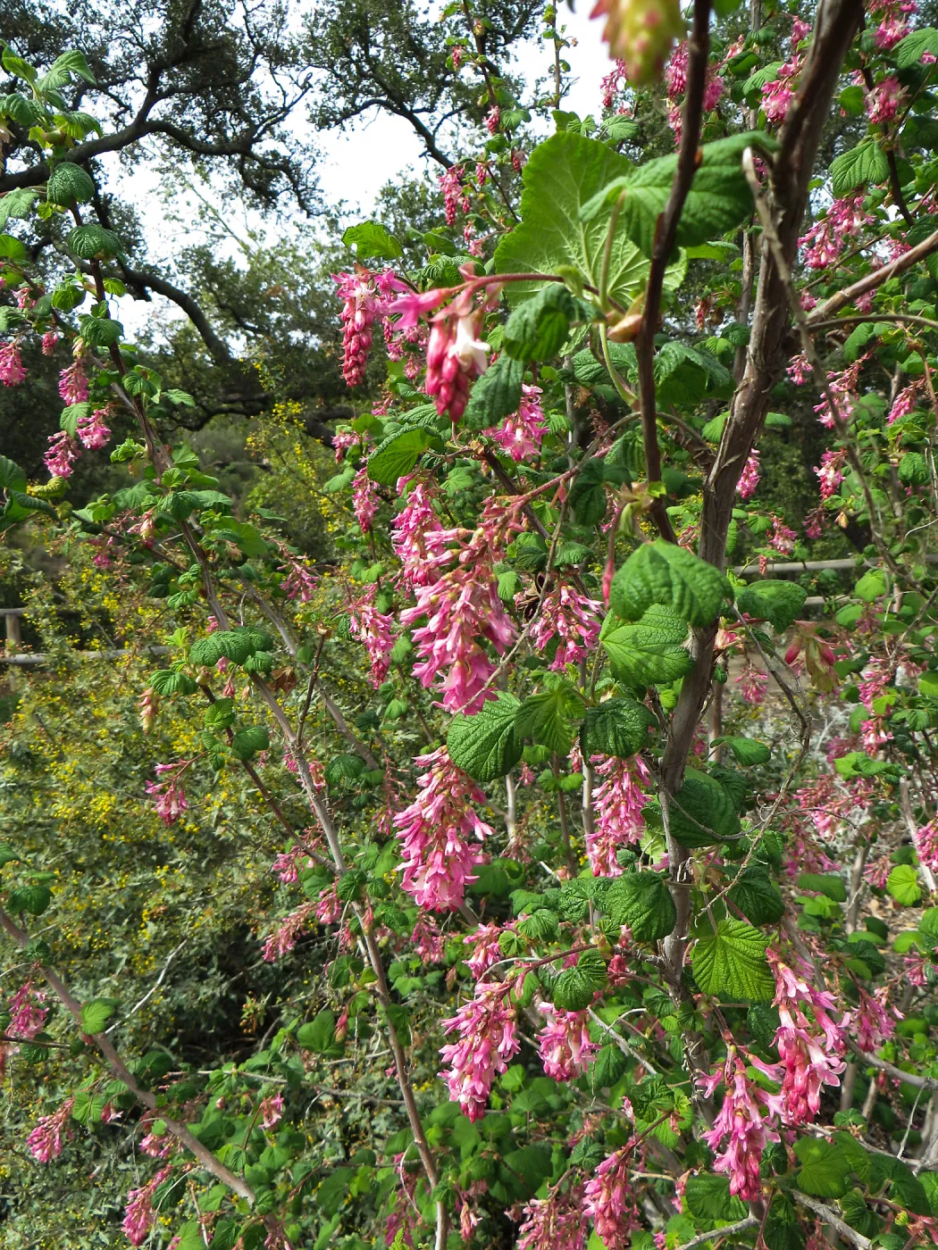 Ribes sanguineum