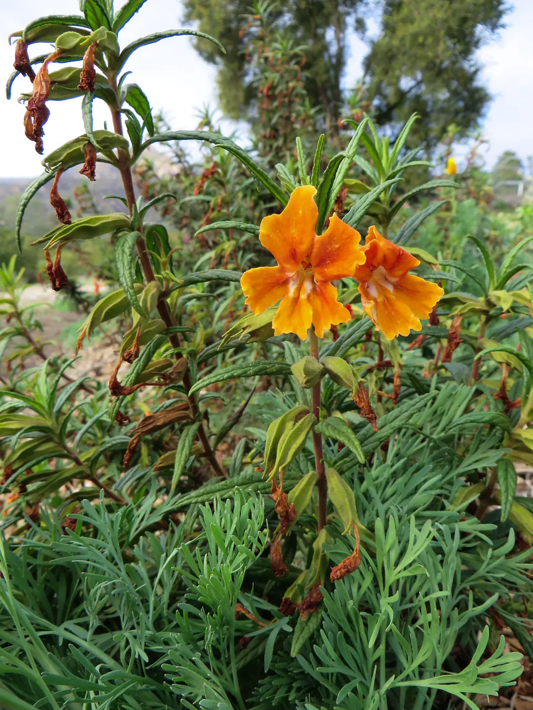 Mimulus sp