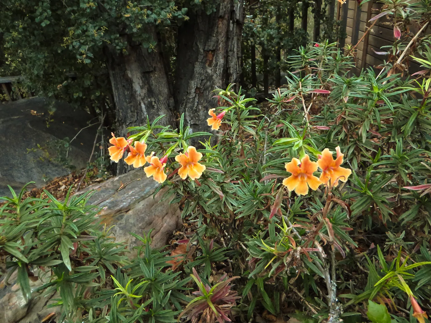 Large Flowered Mimulus rutilis