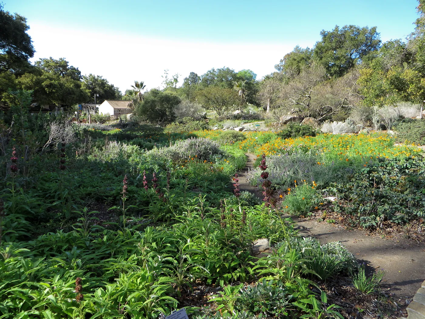 Ground Cover Display, lower Meadow