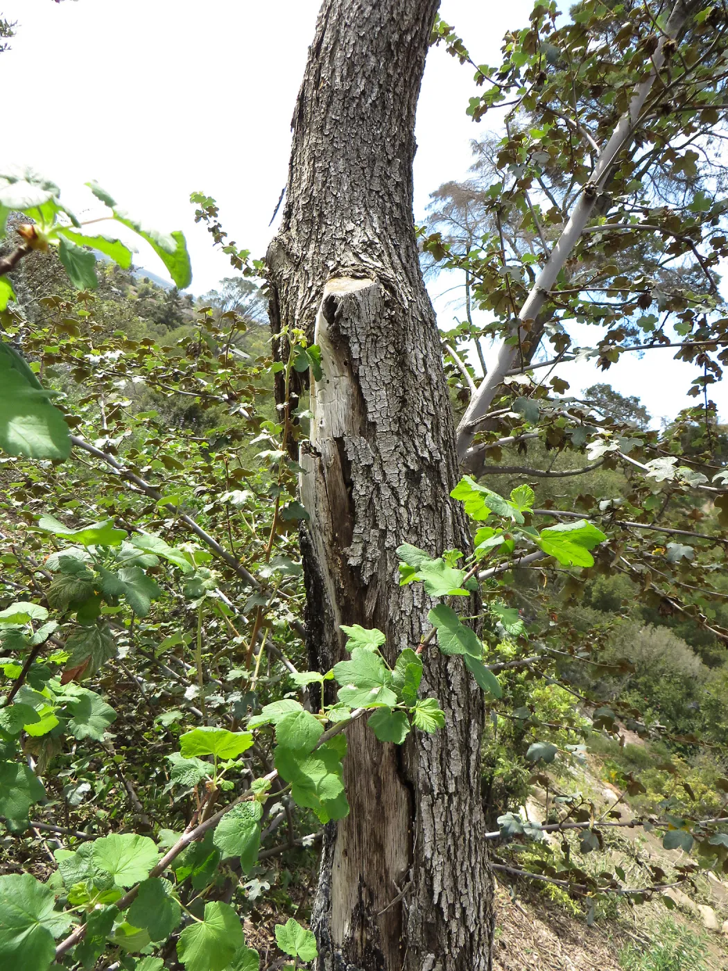 Quercus with fire damage, Porter Trail