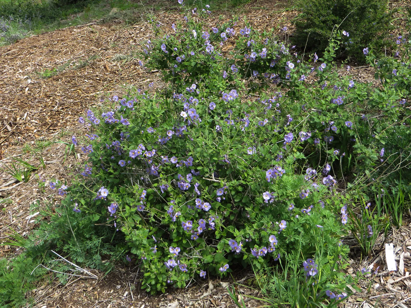 Solanum sp