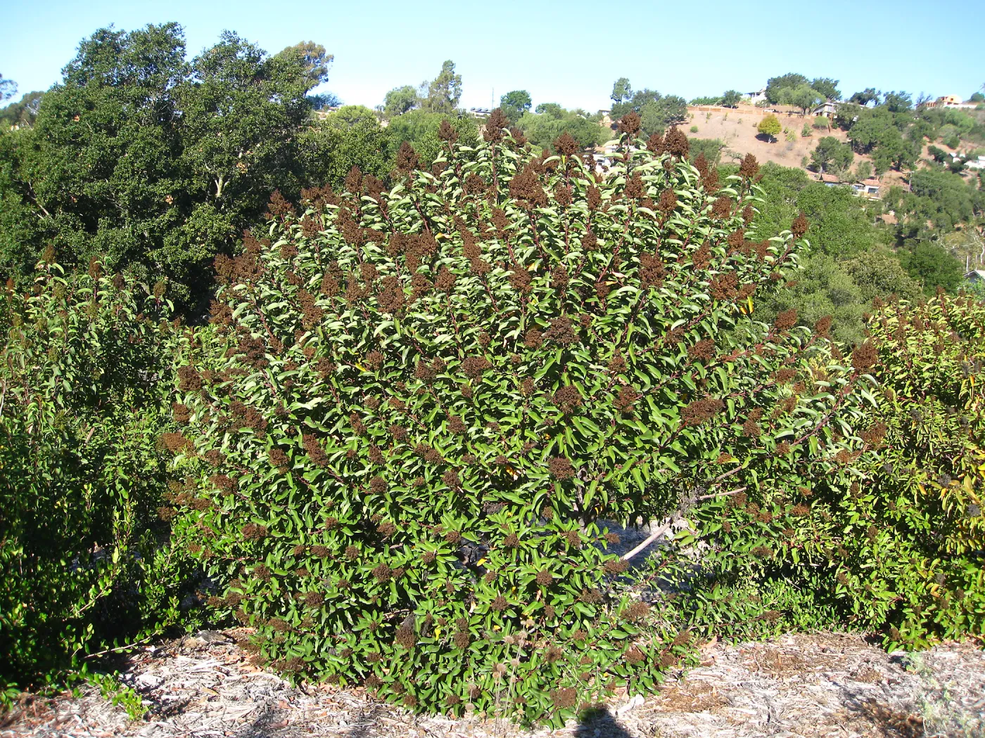 Malosma laurina