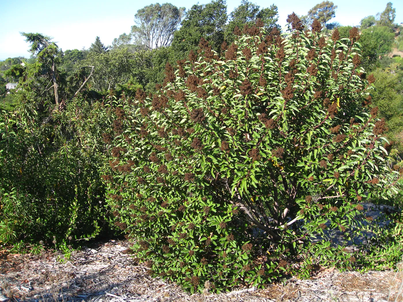 Malosma laurina