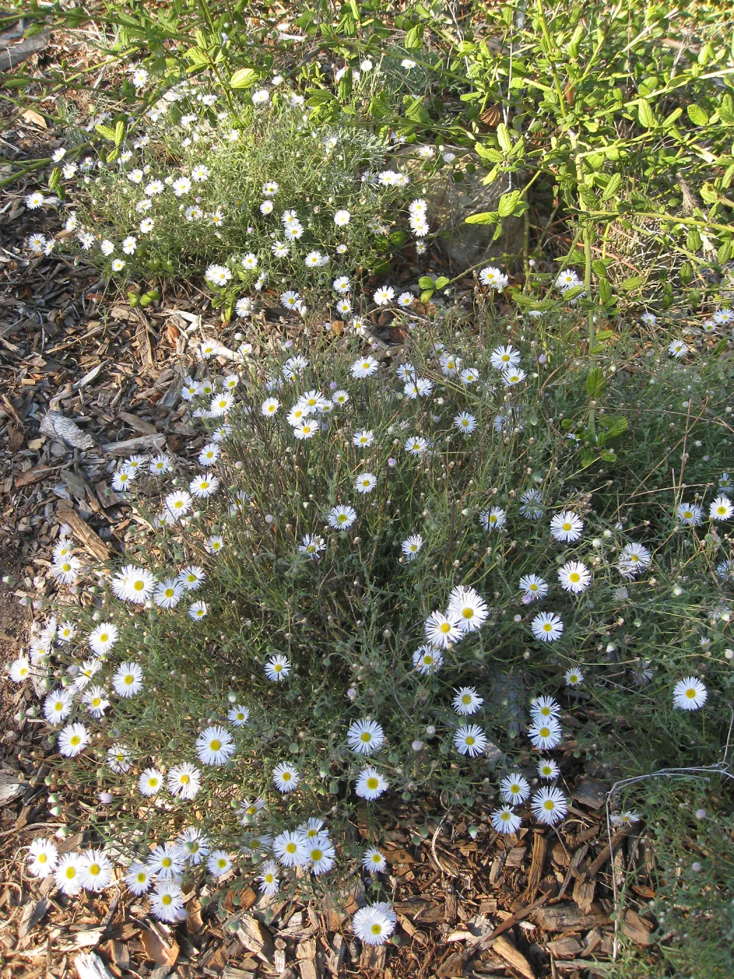Erigeron divergens in Ground Cover Display