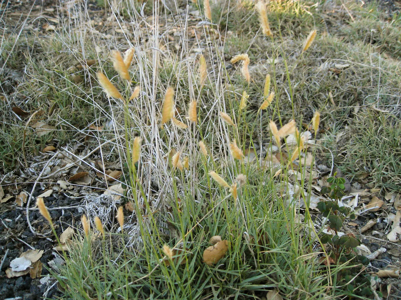 Bouteloua gracilis in Desert Section