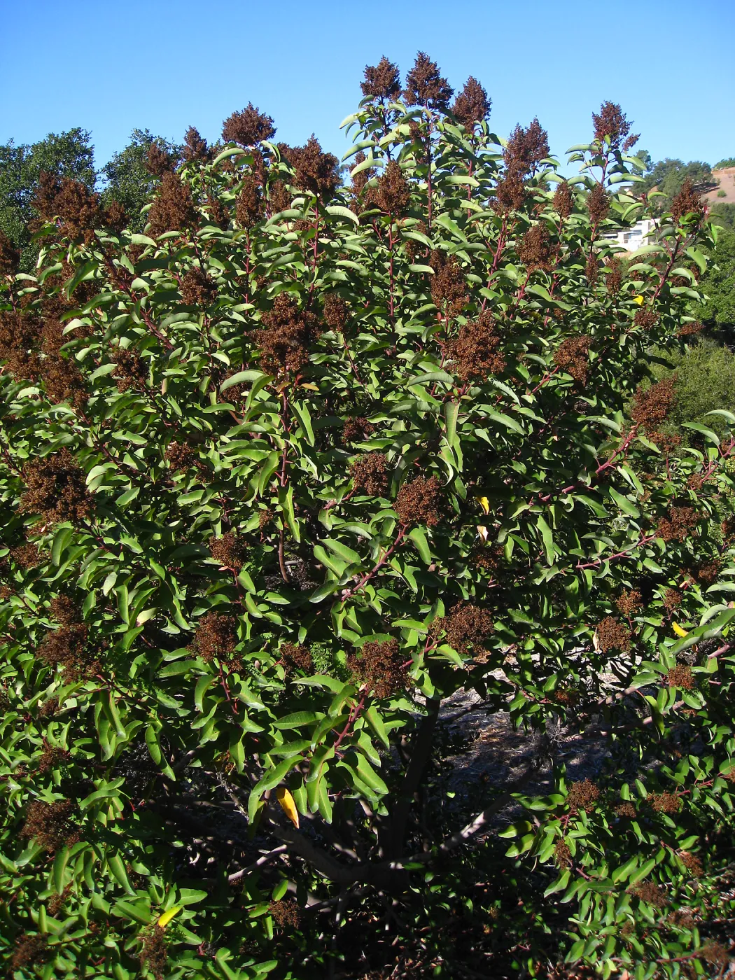 Malosma laurina