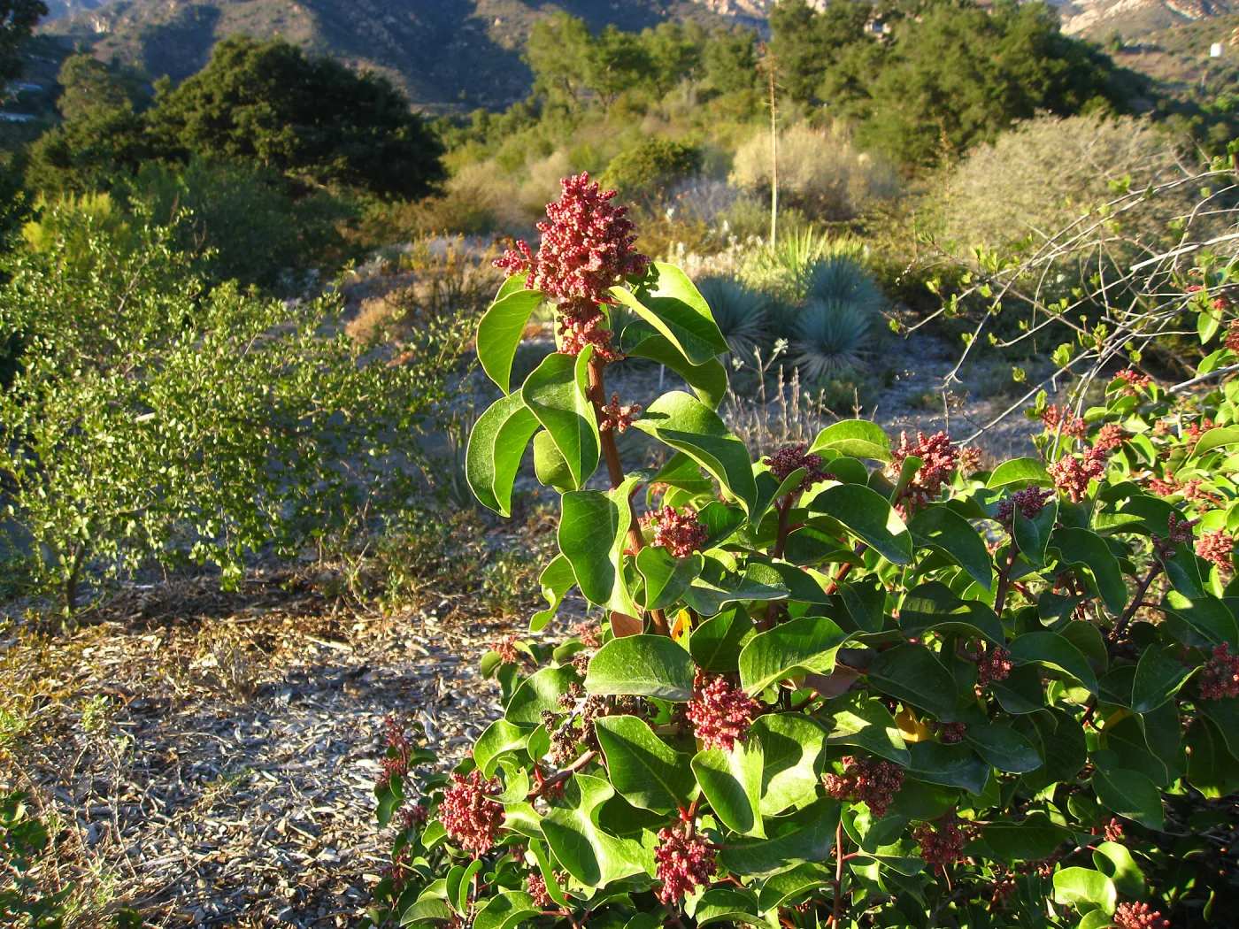 Rhus ovata