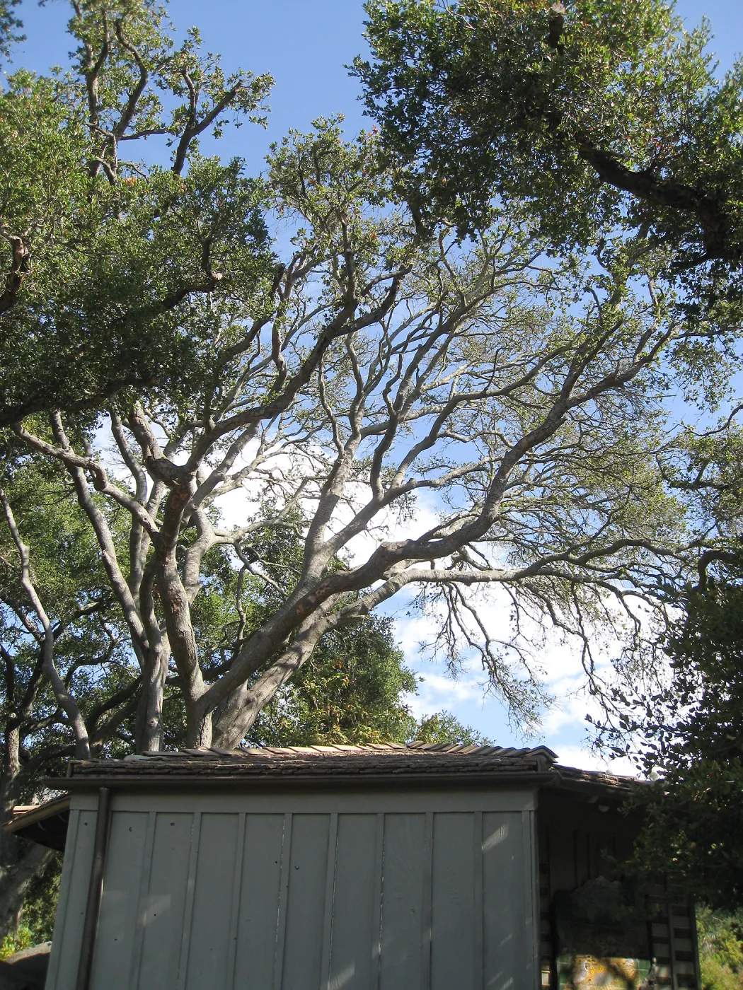 Oak tree (Coastal Live Oak) over the Lockwood de Forest Kiosk, before removal