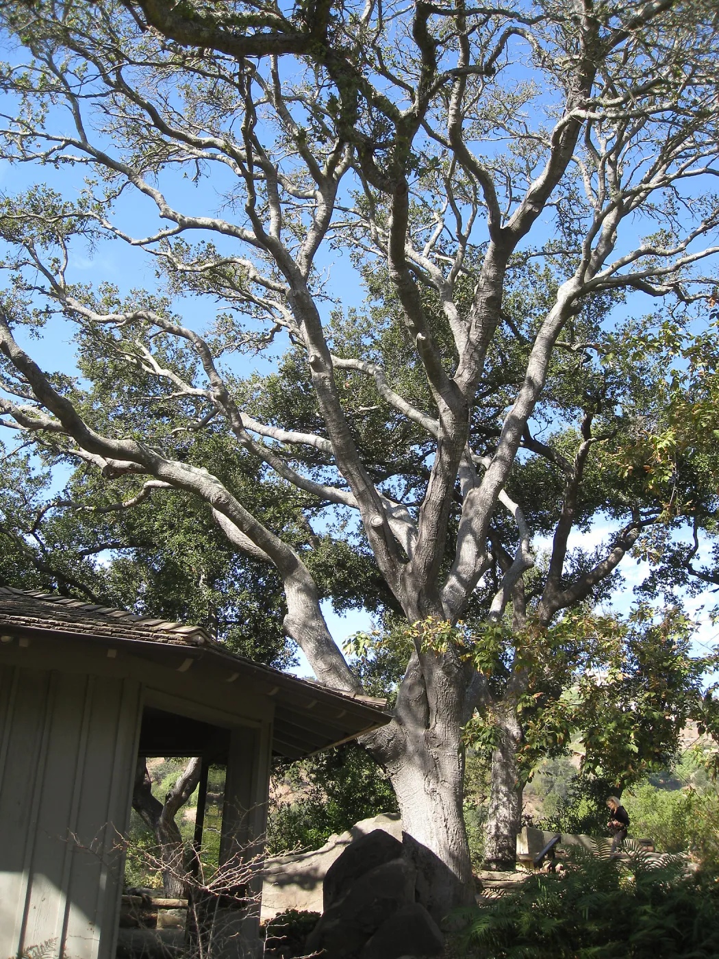 Oak tree (Coastal Live Oak) over the Lockwood de Forest Kiosk, before removal