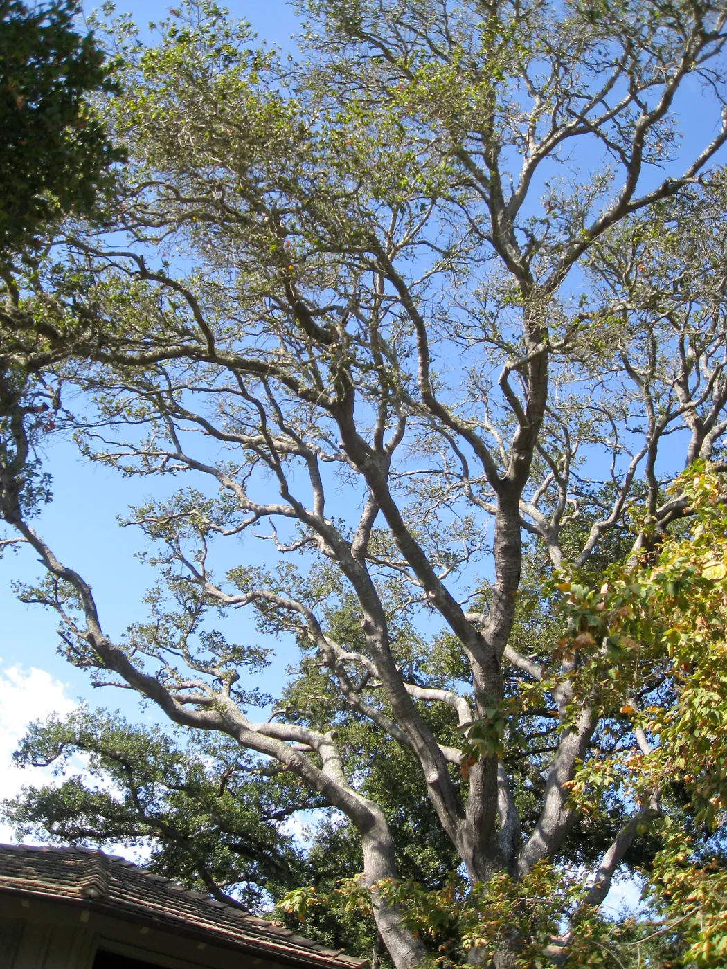 Oak tree (Coastal Live Oak) over the Lockwood de Forest Information Kiosk, before removal