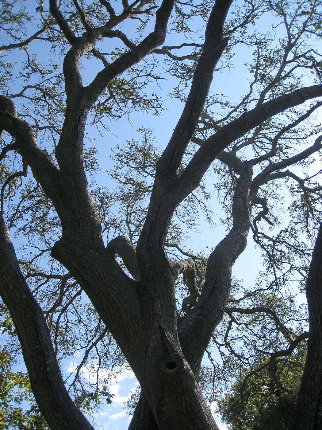 Oak (Coastal Live Oak) tree over the Lockwood de Forest Kiosk, before removal