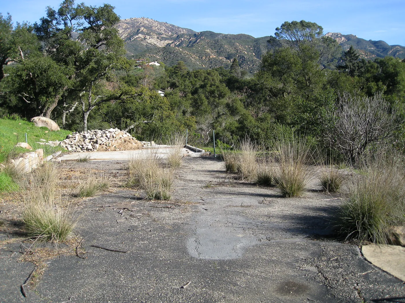Site of burned down Directors residence, Deer Grass growing