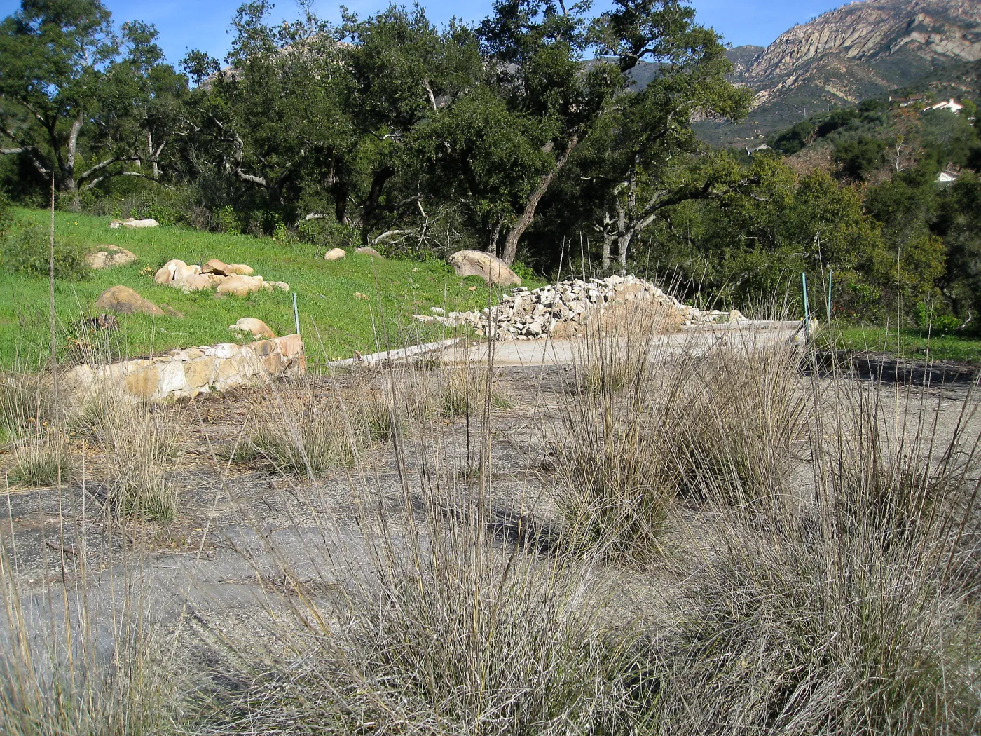 Site of burned down Directors residence, Deer Grass growing