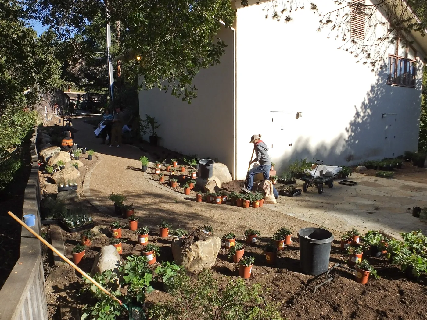 Home Demonstration Garden Renovation, view 31, looking towards southwest corner of Herbarium, first day of replanting work