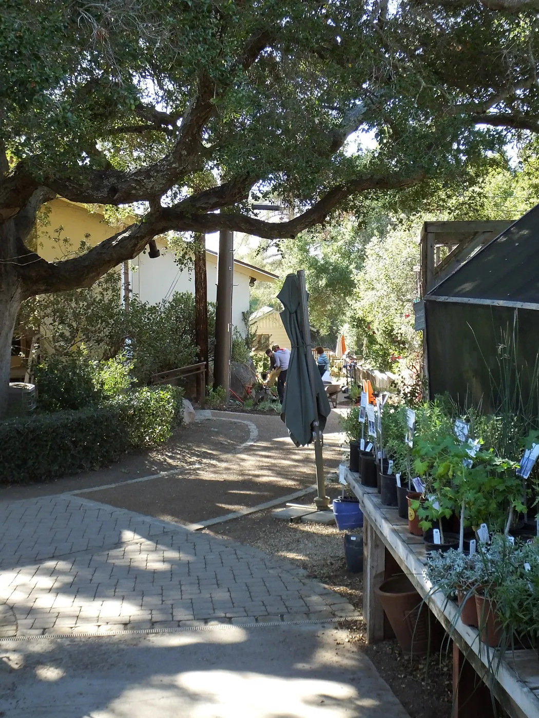 Home Demonstration Garden Renovation, view 32, looking south from Garden Growers Nursery, first day of replanting work