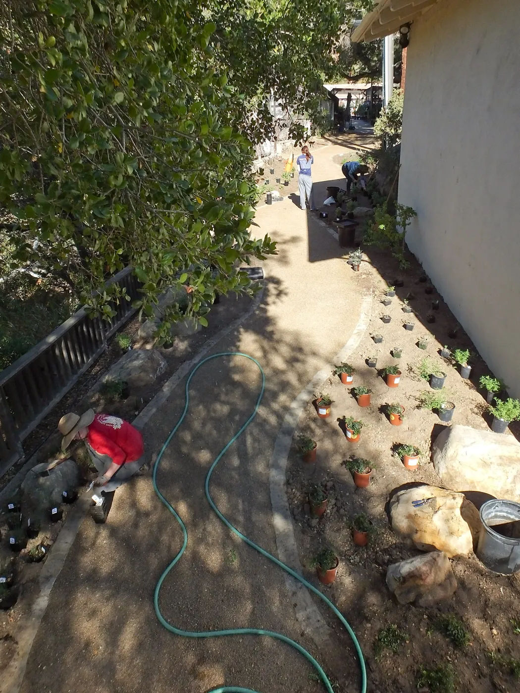 Home Demonstration Garden Renovation, first day of replanting work
