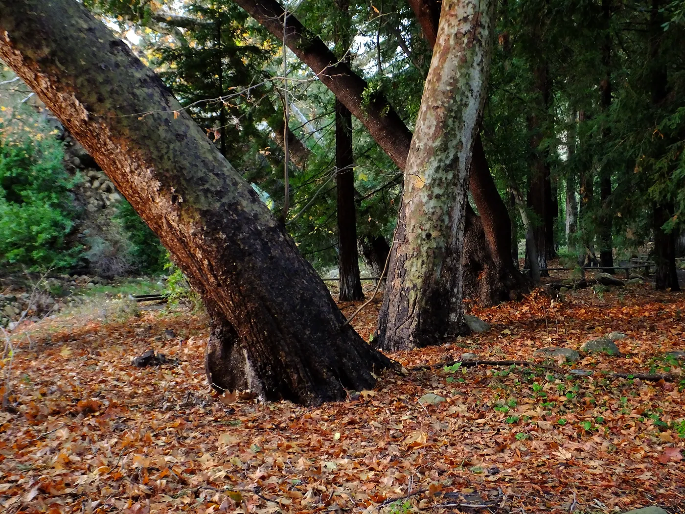 Redwood Section after rain