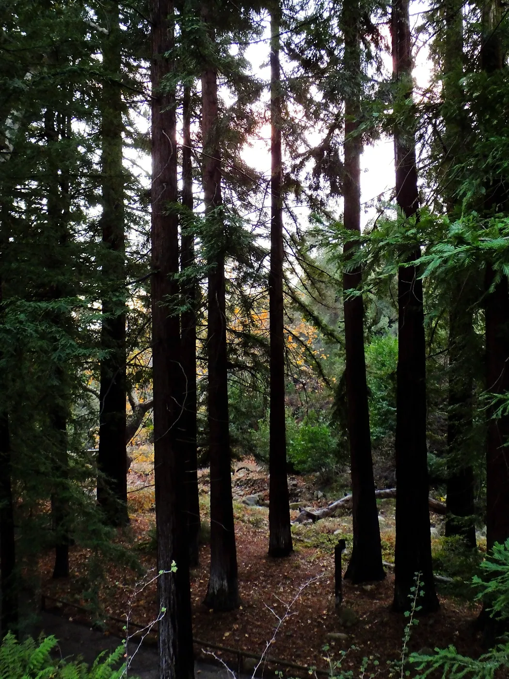 Redwood Section after rain