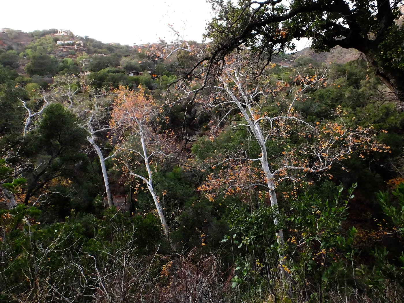 Canyon trees after rain