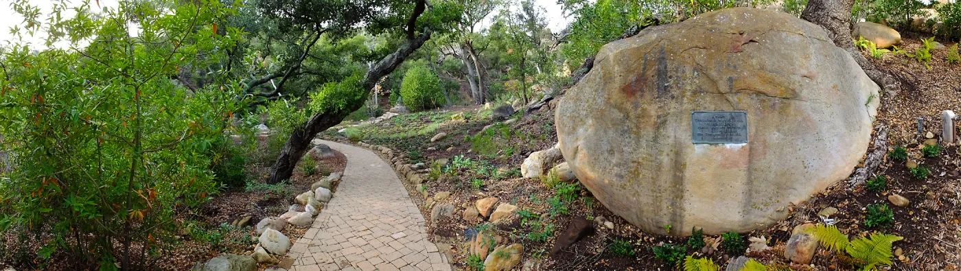 Wooded Dell after completion of main section planting, panoramic view along Campbell Trail