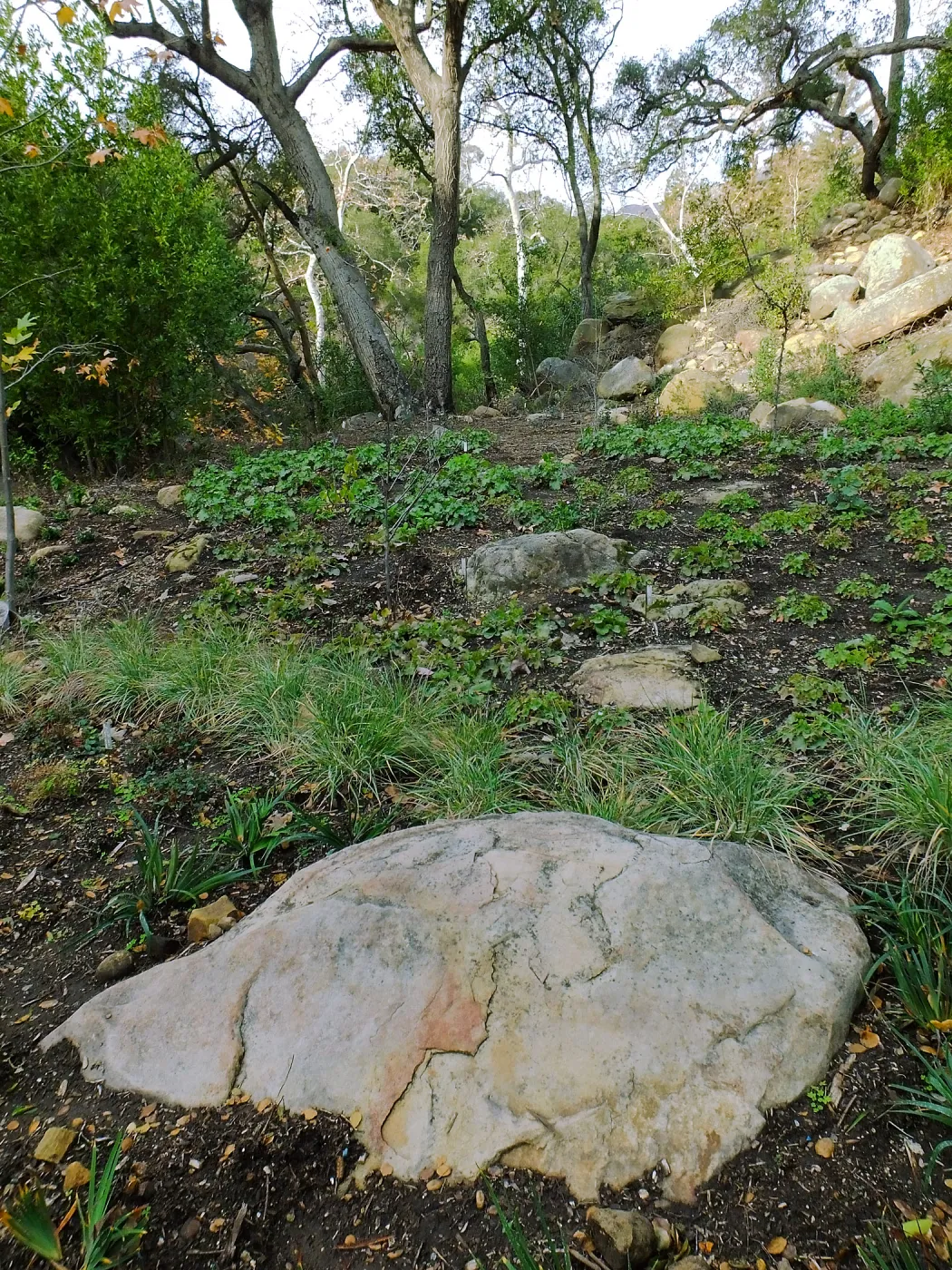 Wooded Dell after completion of main section planting