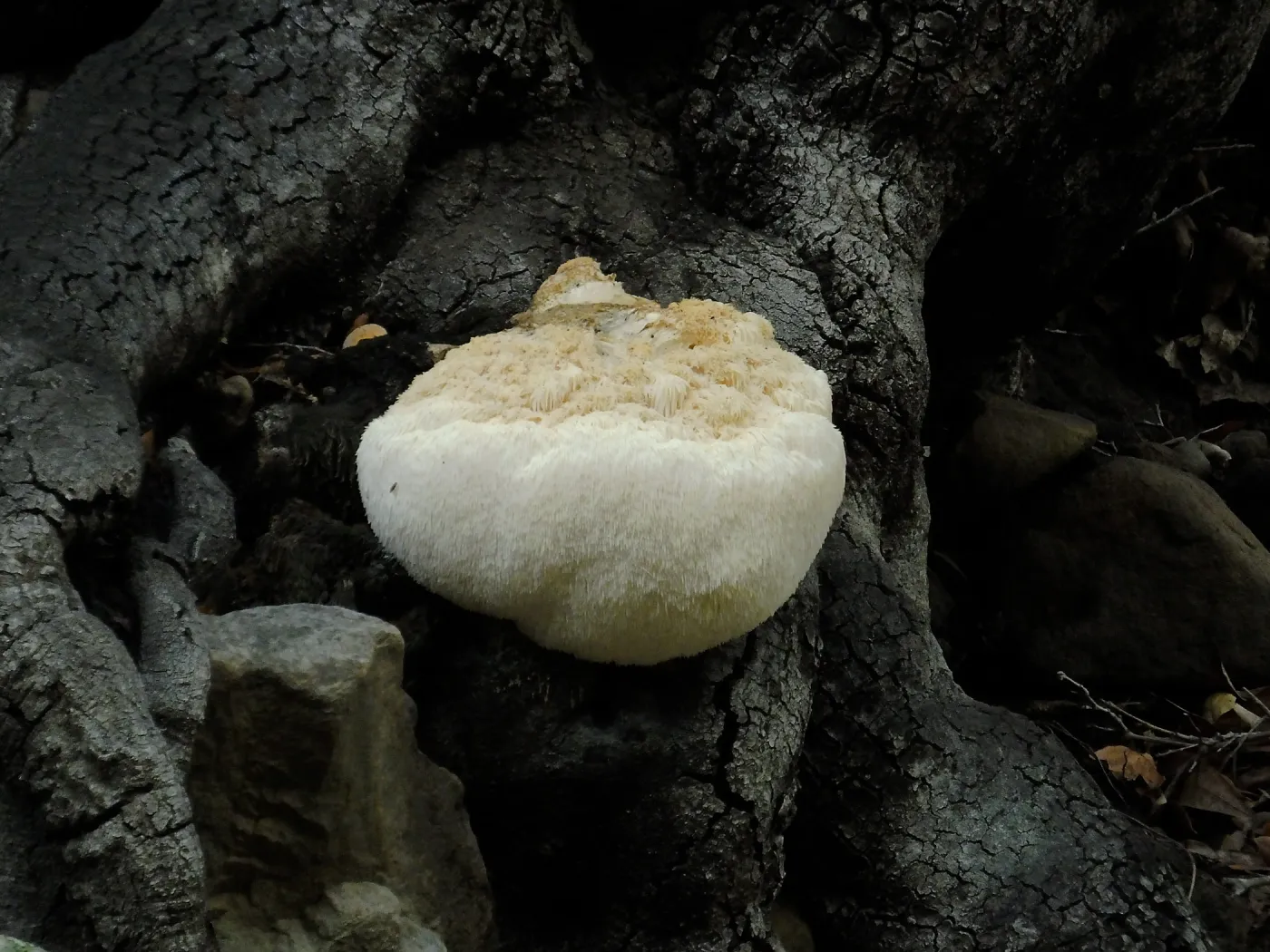 Lion’s Mane Mushroom, Hericium erinaceus
