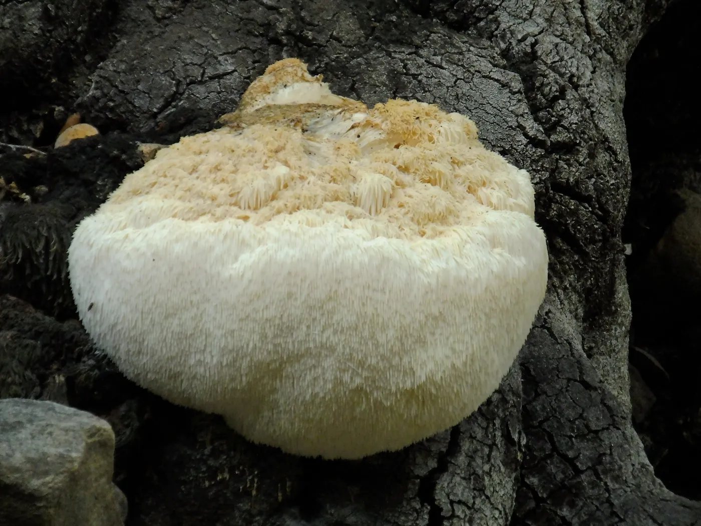 Lion’s Mane Mushroom, Hericium erinaceus