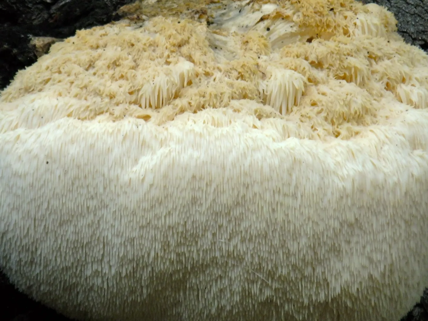 Lion’s Mane Mushroom, Hericium erinaceus