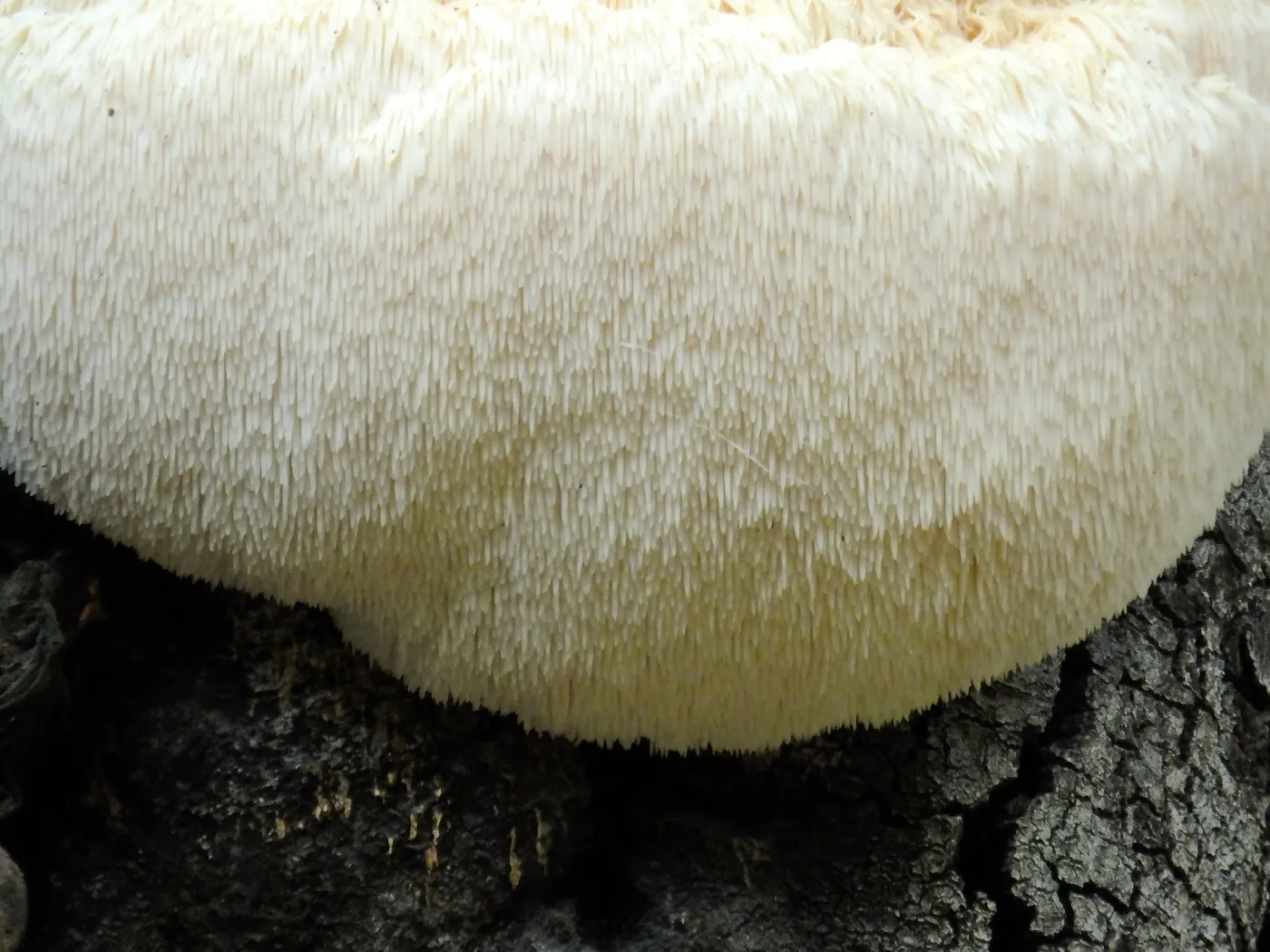 Lion’s Mane Mushroom, Hericium erinaceus