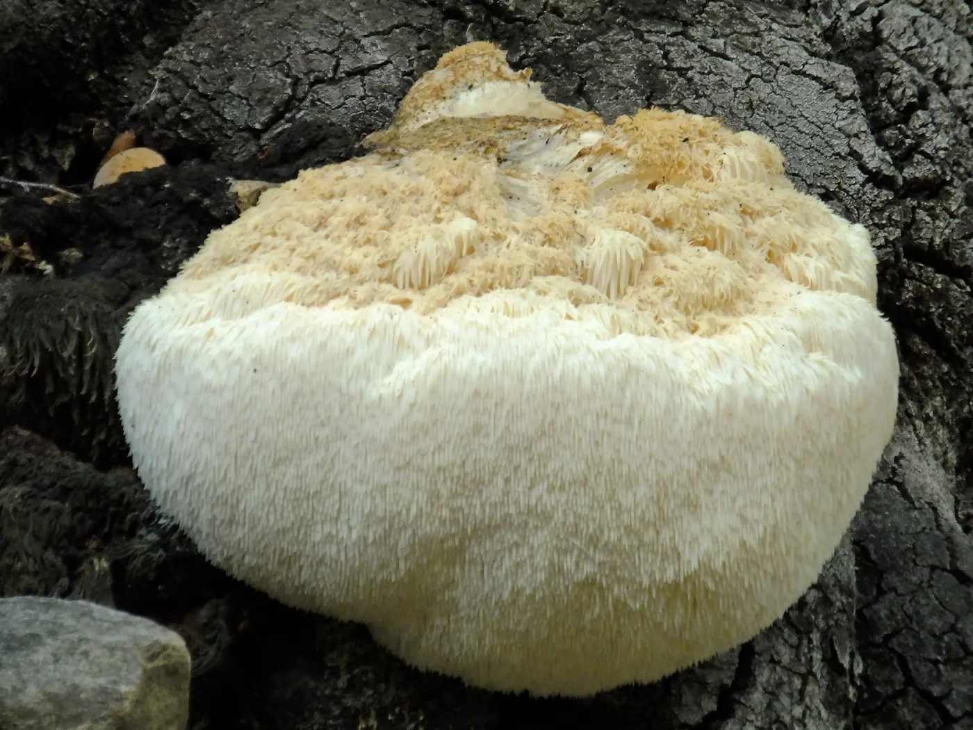 Lion’s Mane Mushroom, Hericium erinaceus