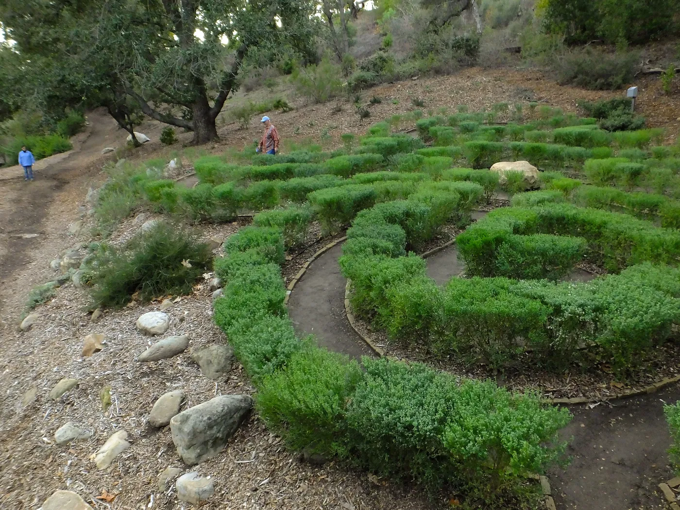 Guest navigating the Centennial Maze
