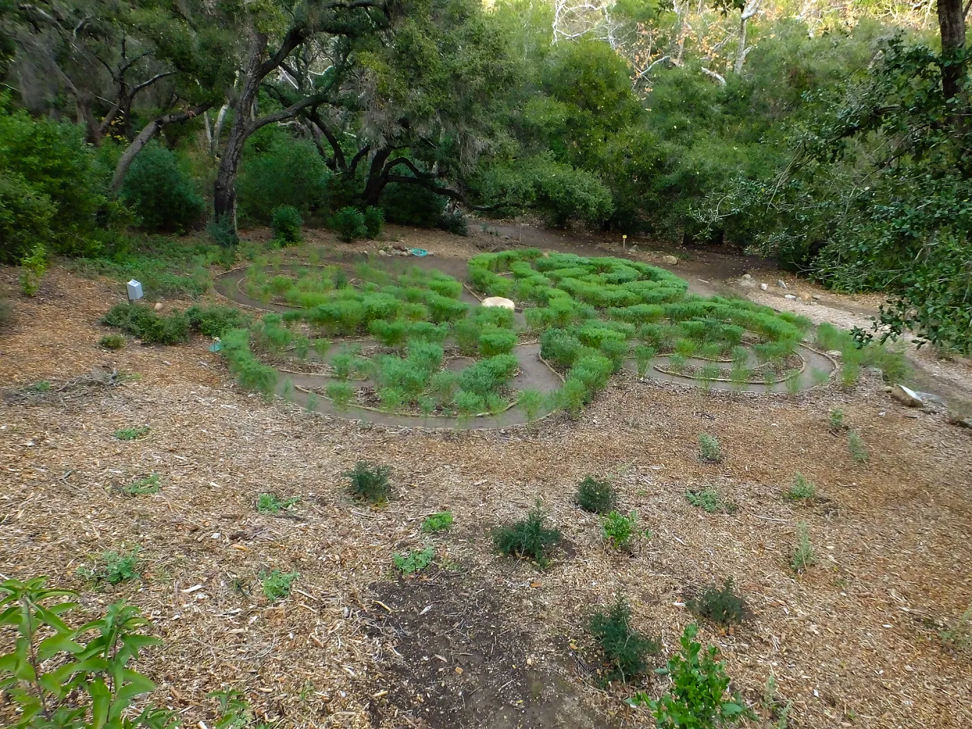Centennial Maze