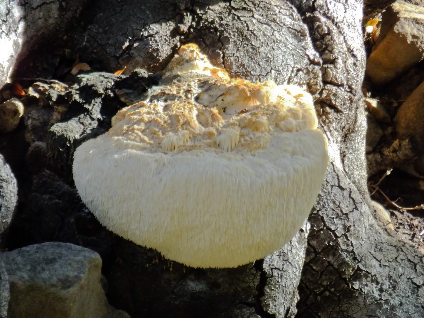 Lion’s Mane Mushroom, Hericium erinaceus