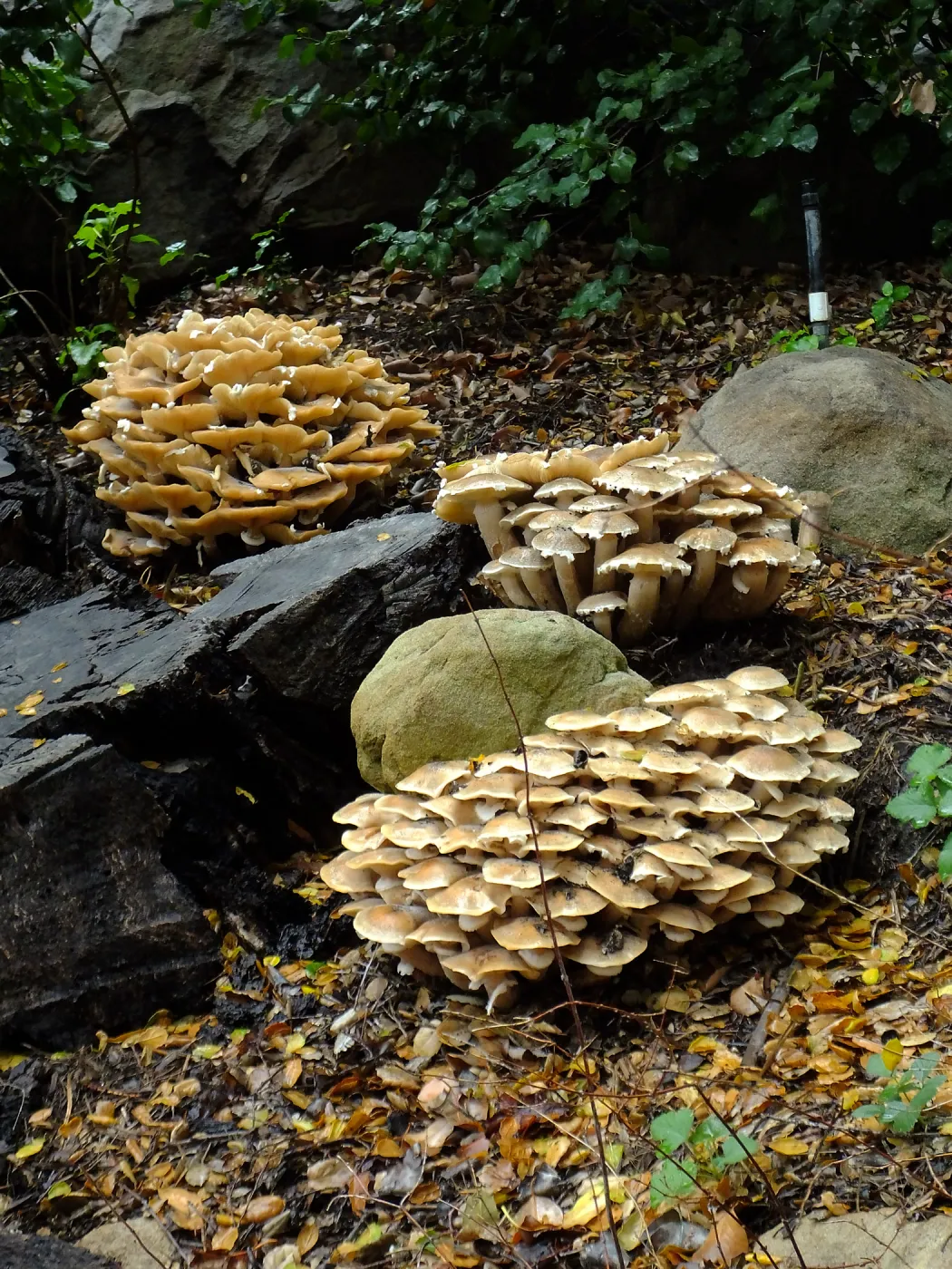 Armillaria mellea, Honey Mushroom