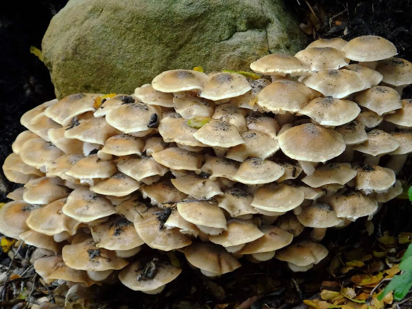 Armillaria mellea, Honey Mushroom
