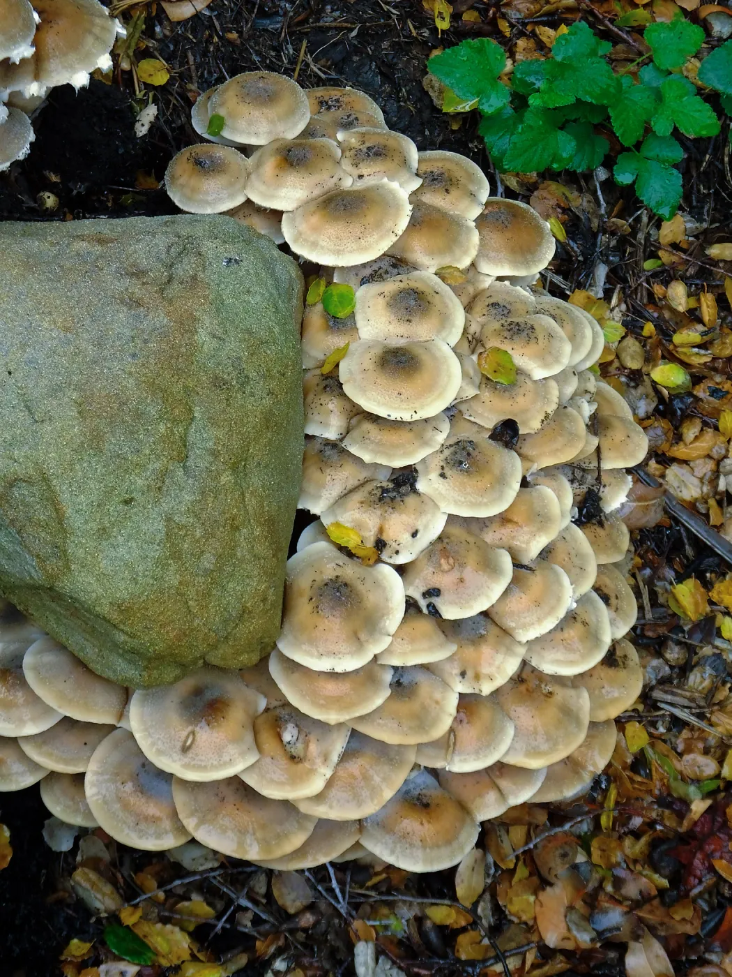 Armillaria mellea, Honey Mushroom