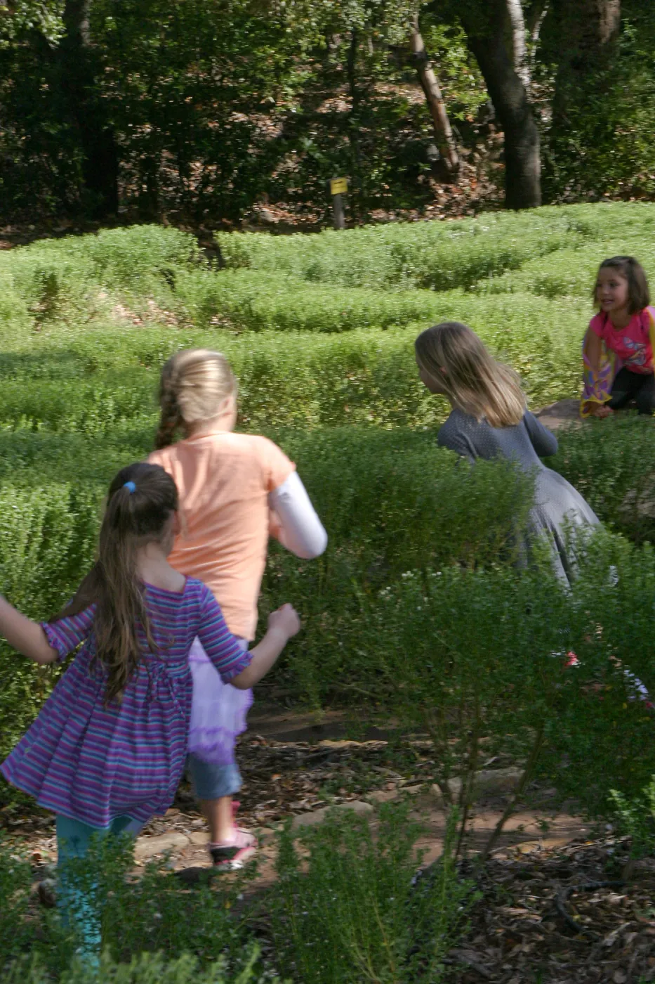 Children in the Centennial Maze