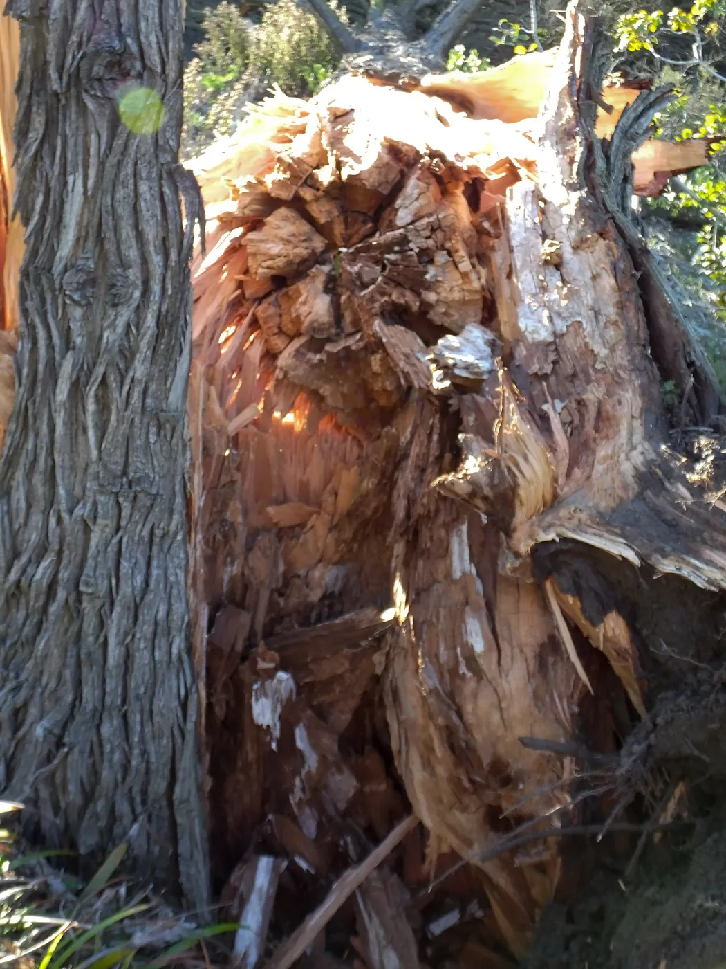 Last Sargent’s Cypress felled by 60mph winds January 31 2016